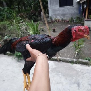 frgumbayan123 profile picture