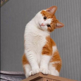 junikelspogi profile picture